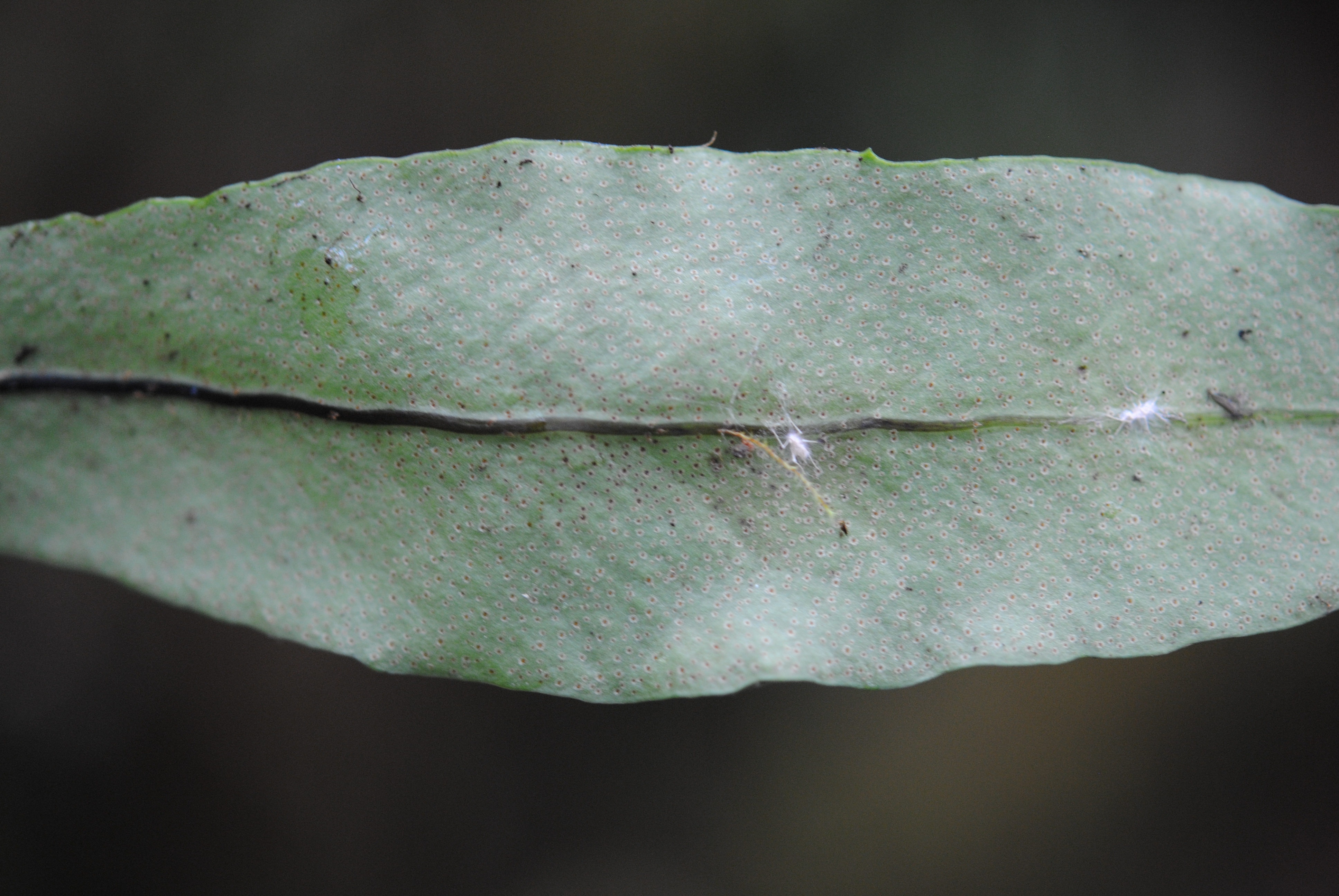 Pleopeltis interjecta