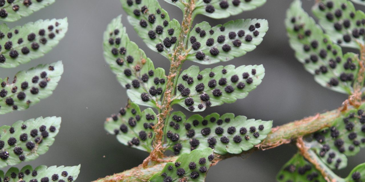 Polystichum daymanense