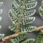 Polystichum daymanense