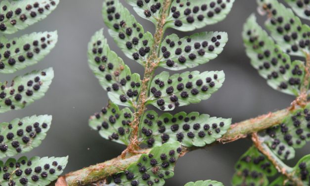 Polystichum daymanense