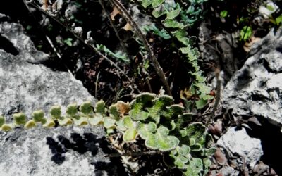 Astrolepis integerrima