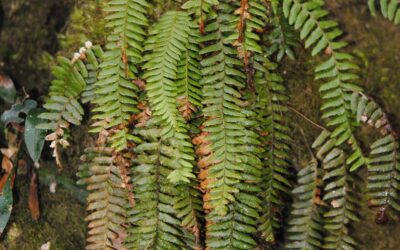 Ceradenia margaritata