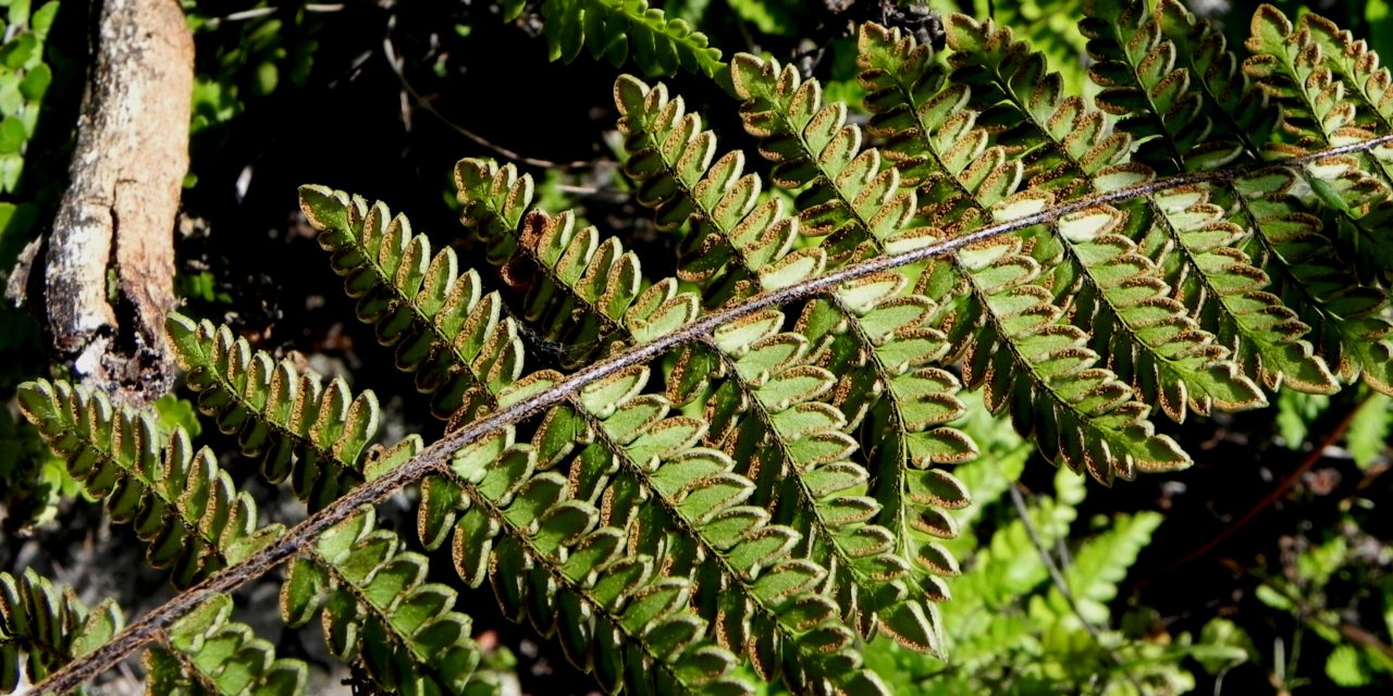 Cheilanthes notholaenoides