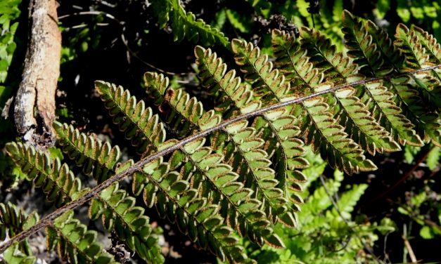 Cheilanthes notholaenoides