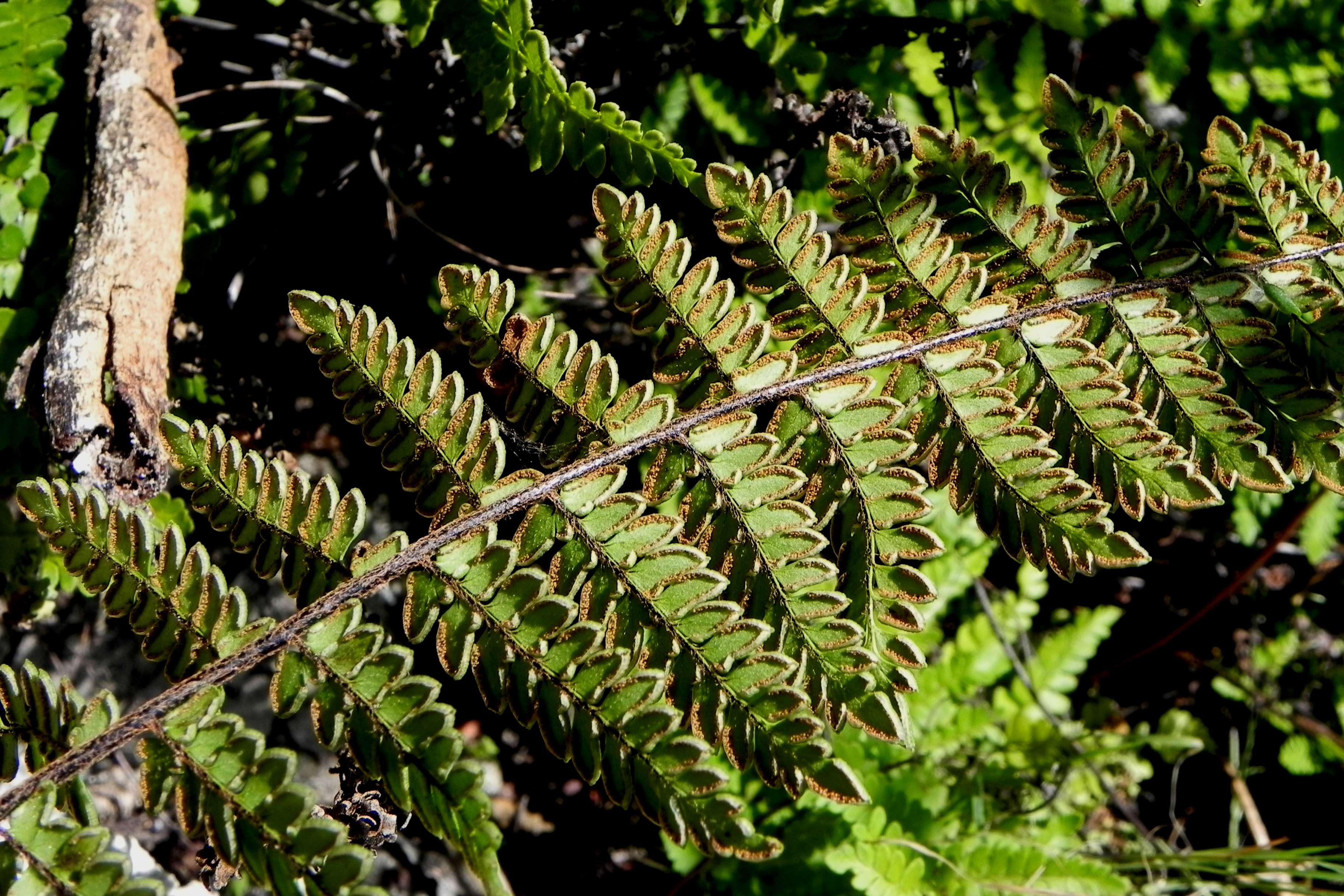 Cheilanthes notholaenoides