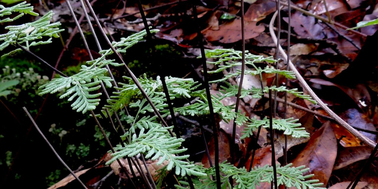 Cheilanthes pyramidalis