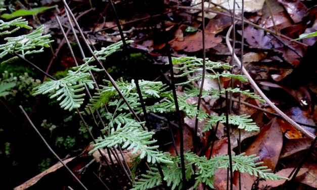 Cheilanthes pyramidalis