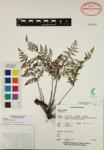 Cheillanthes_marginata_RTC14471