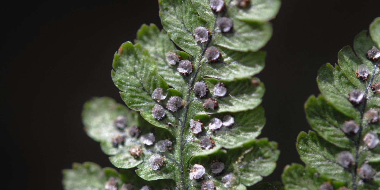 Dryopteris nubigena