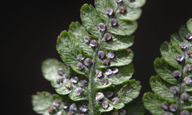 Dryopteris nubigena