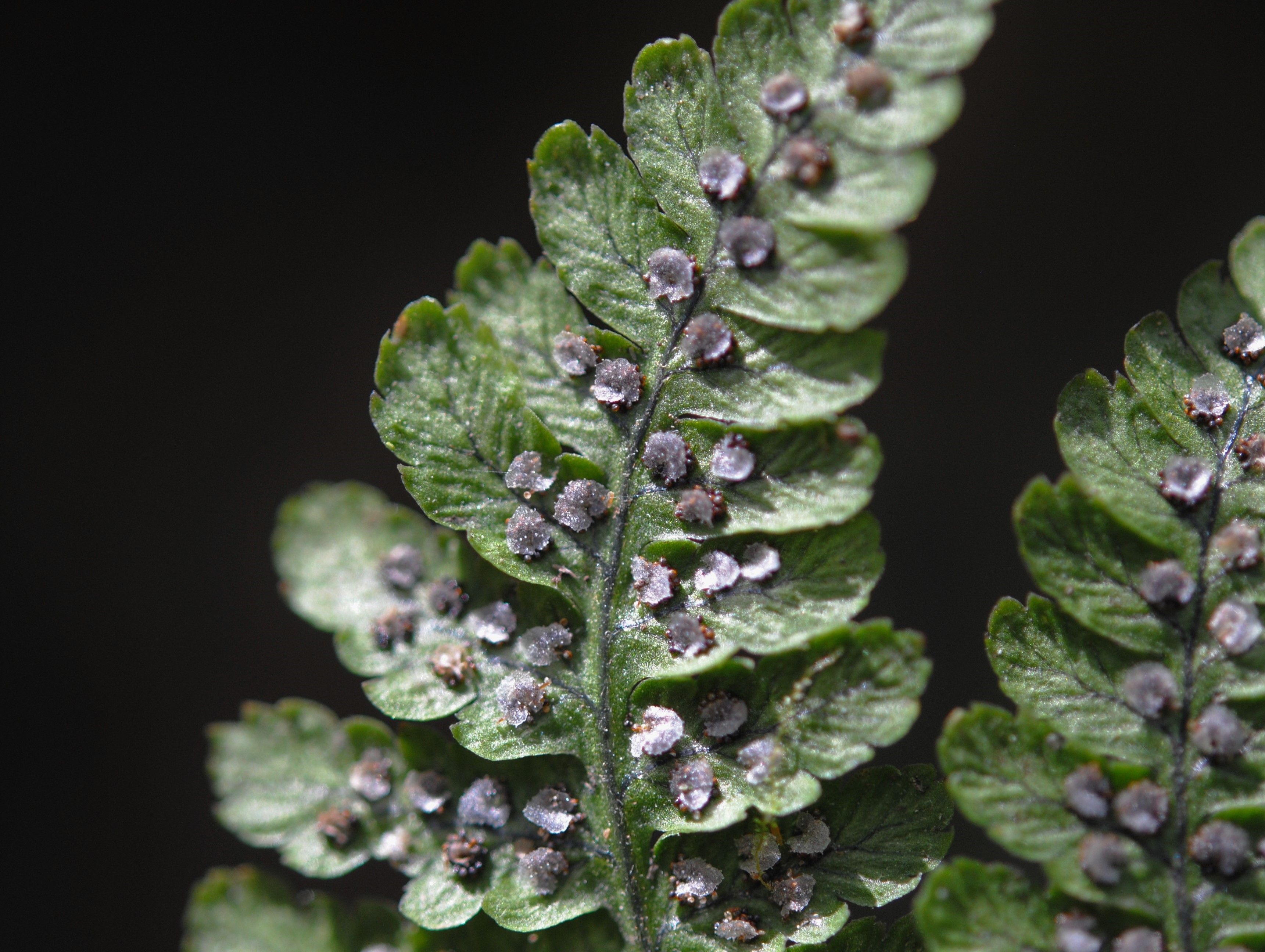 Dryopteris nubigena