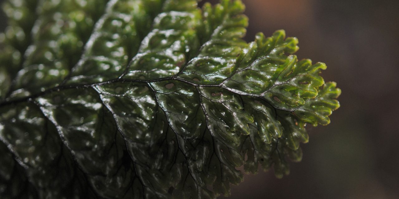 Hymenophyllum microcarpum