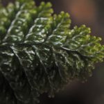 Hymenophyllum microcarpum