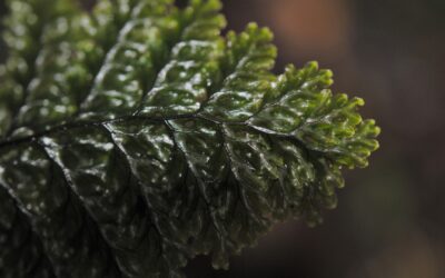 Hymenophyllum microcarpum