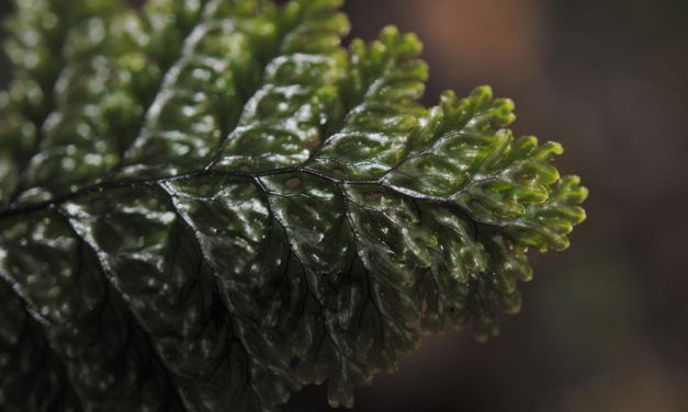 Hymenophyllum microcarpum