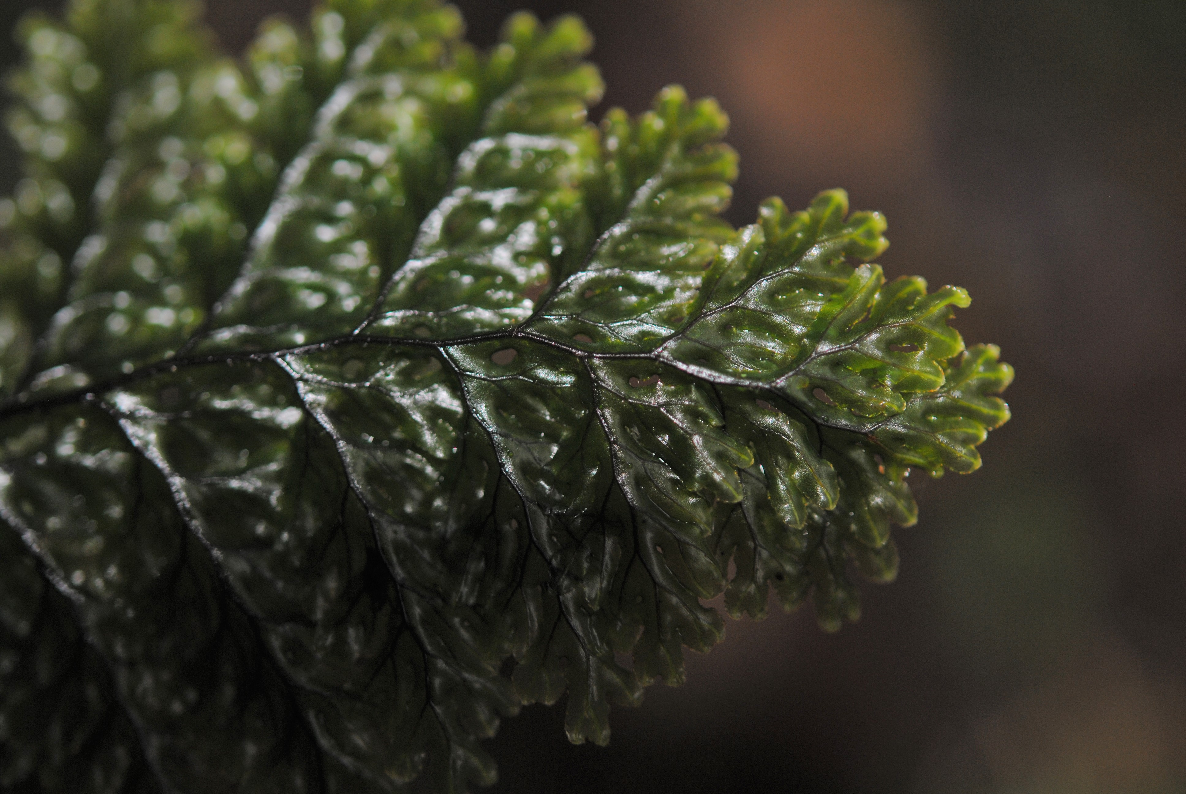 Hymenophyllum microcarpum