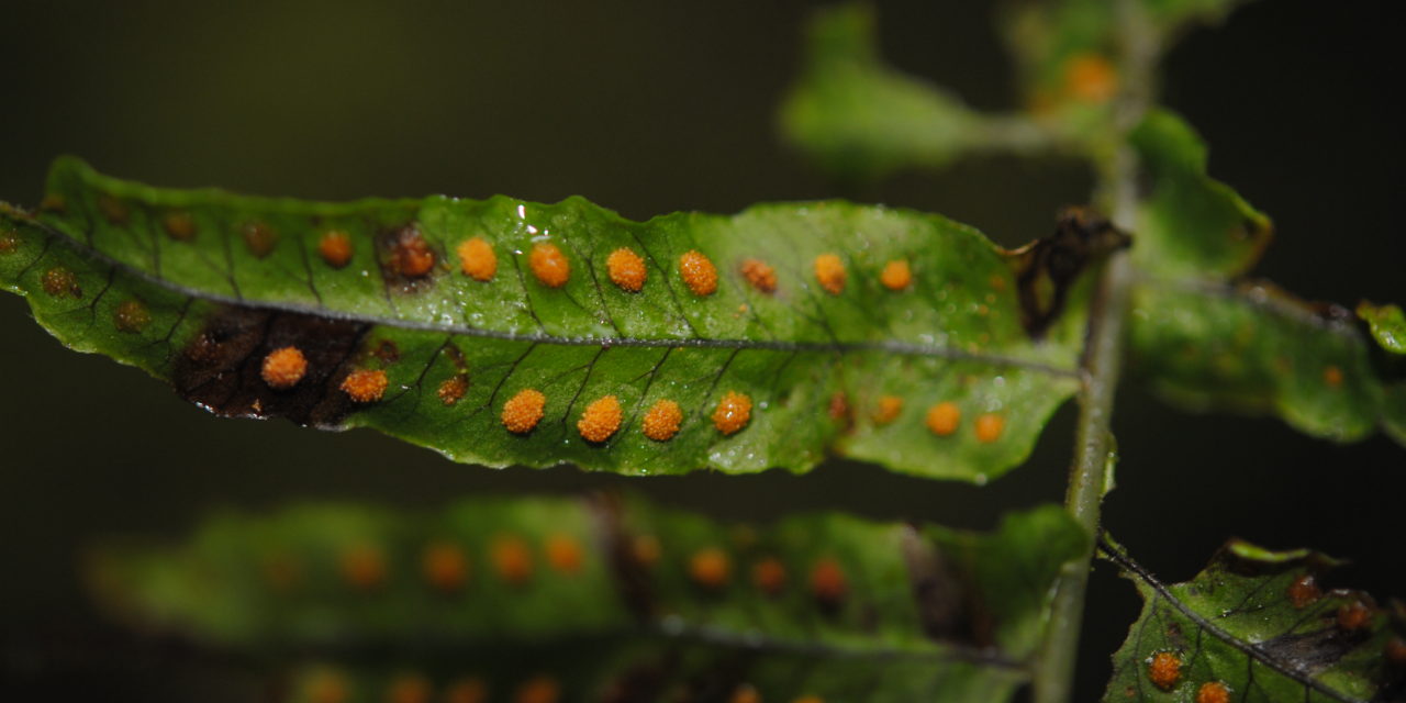 Polypodium longepinnulatum