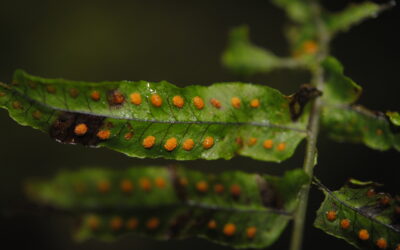Polypodium longepinnulatum