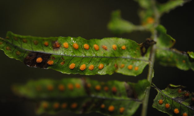 Polypodium longepinnulatum