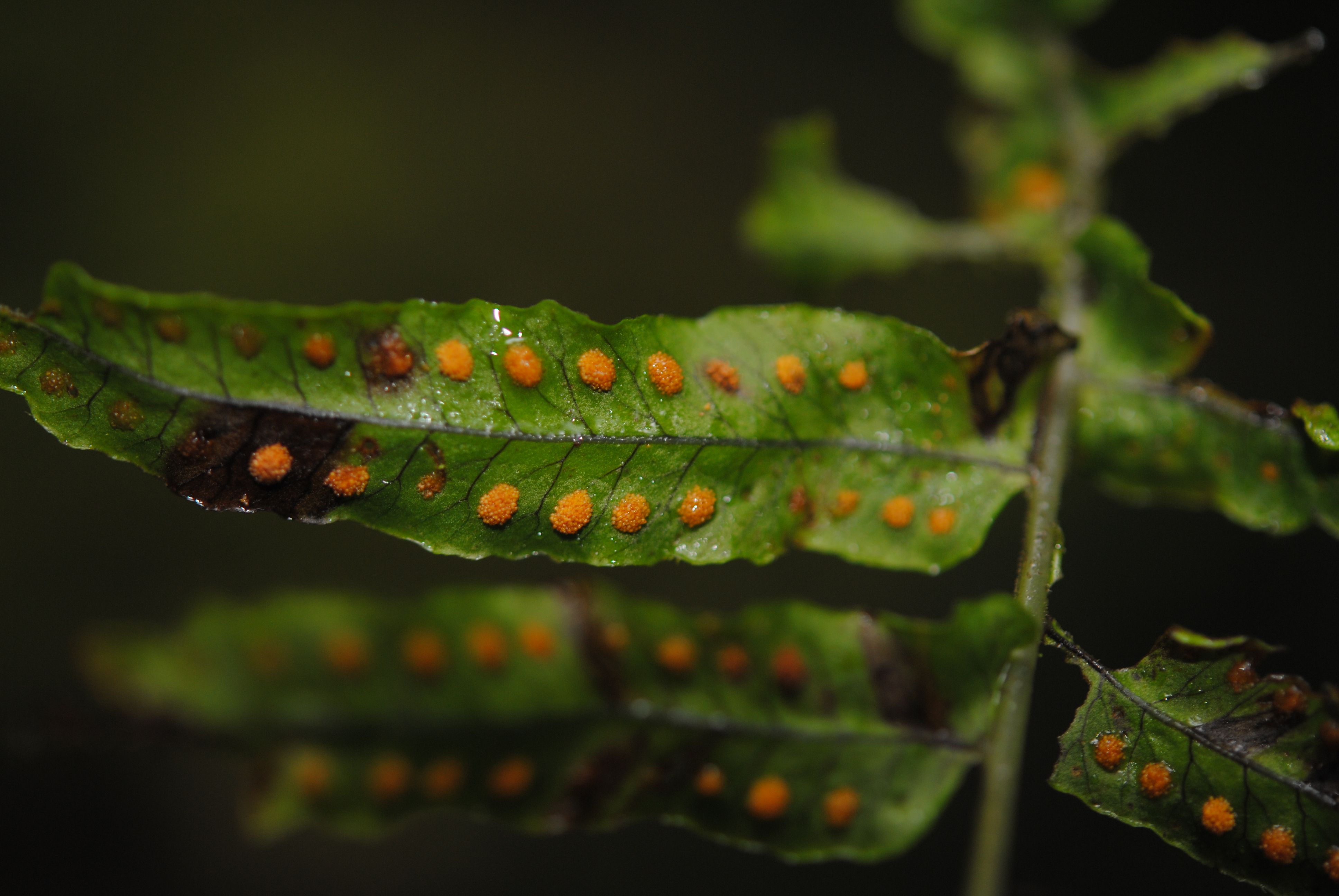 Polypodium longepinnulatum