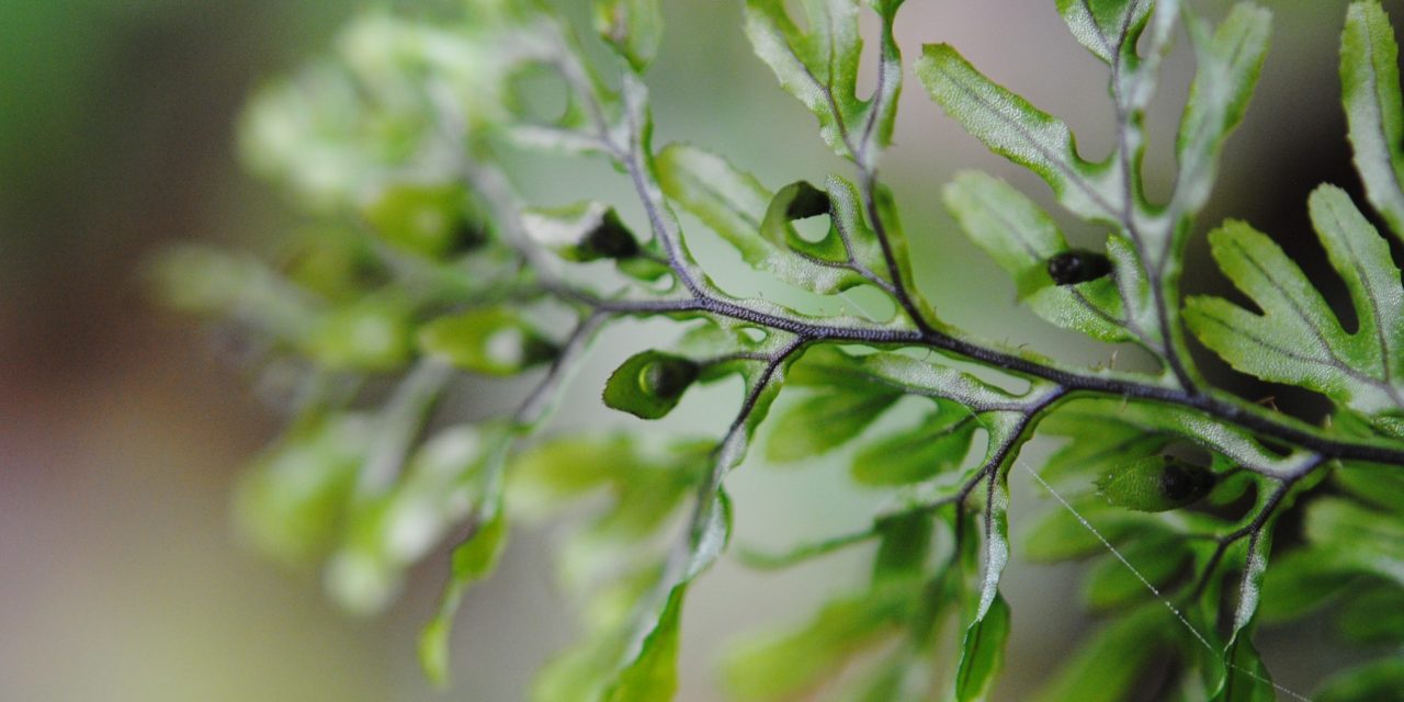 Hymenophyllum fucoides