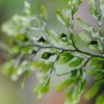 Hymenophyllum fucoides