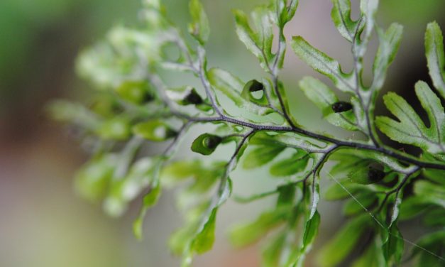 Hymenophyllum fucoides