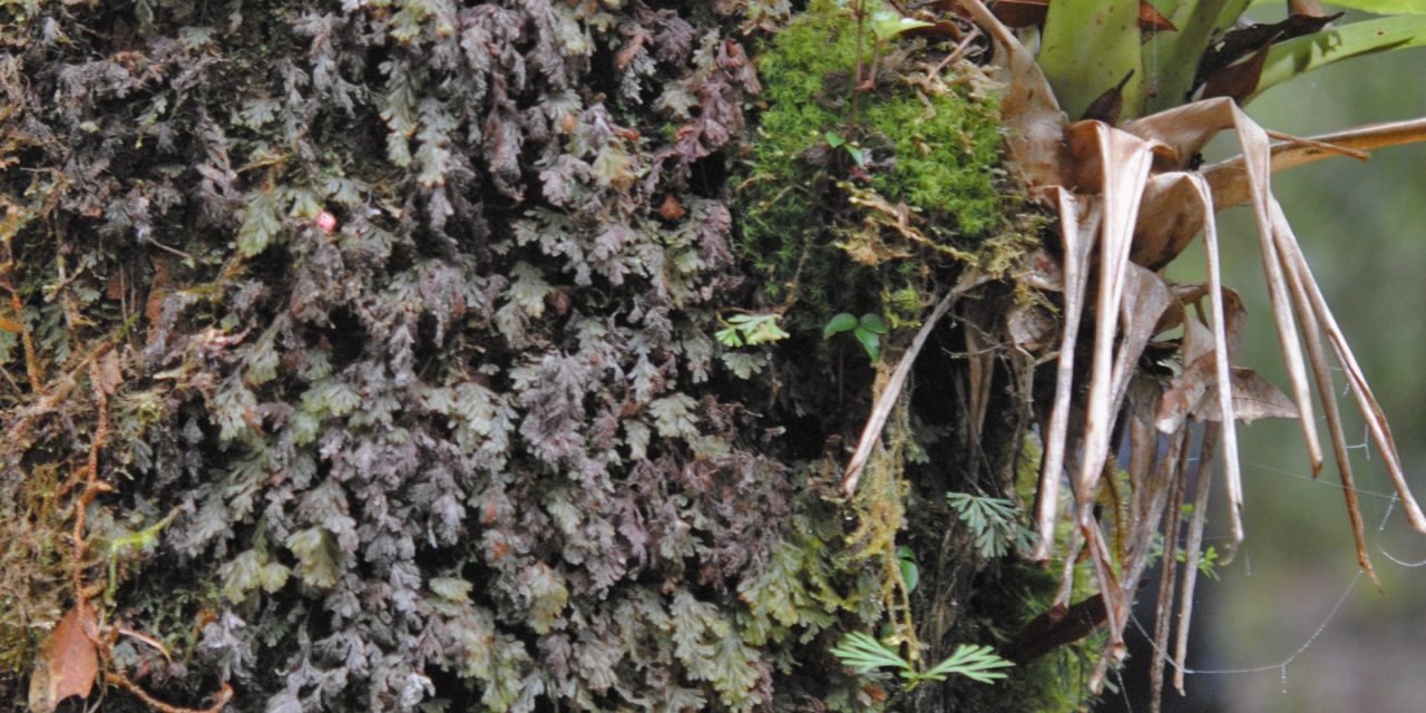 Hymenophyllum trapezoidale