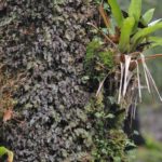 Hymenophyllum trapezoidale