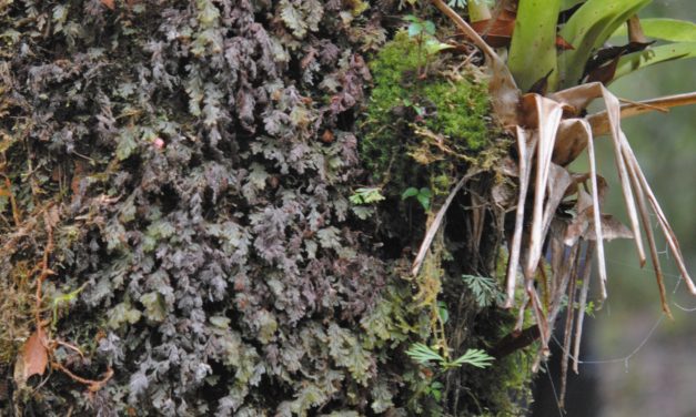 Hymenophyllum trapezoidale