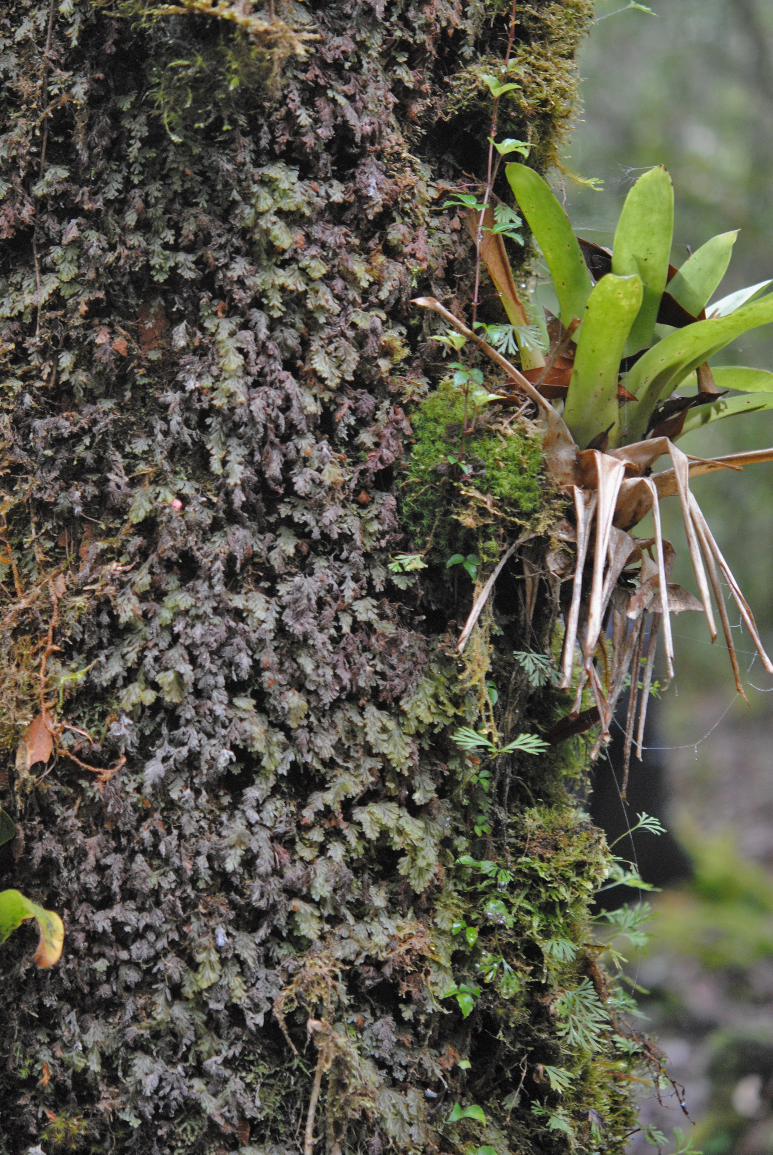 Hymenophyllum trapezoidale