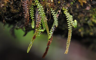 Stenogrammitis prionodes