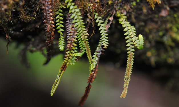 Stenogrammitis prionodes