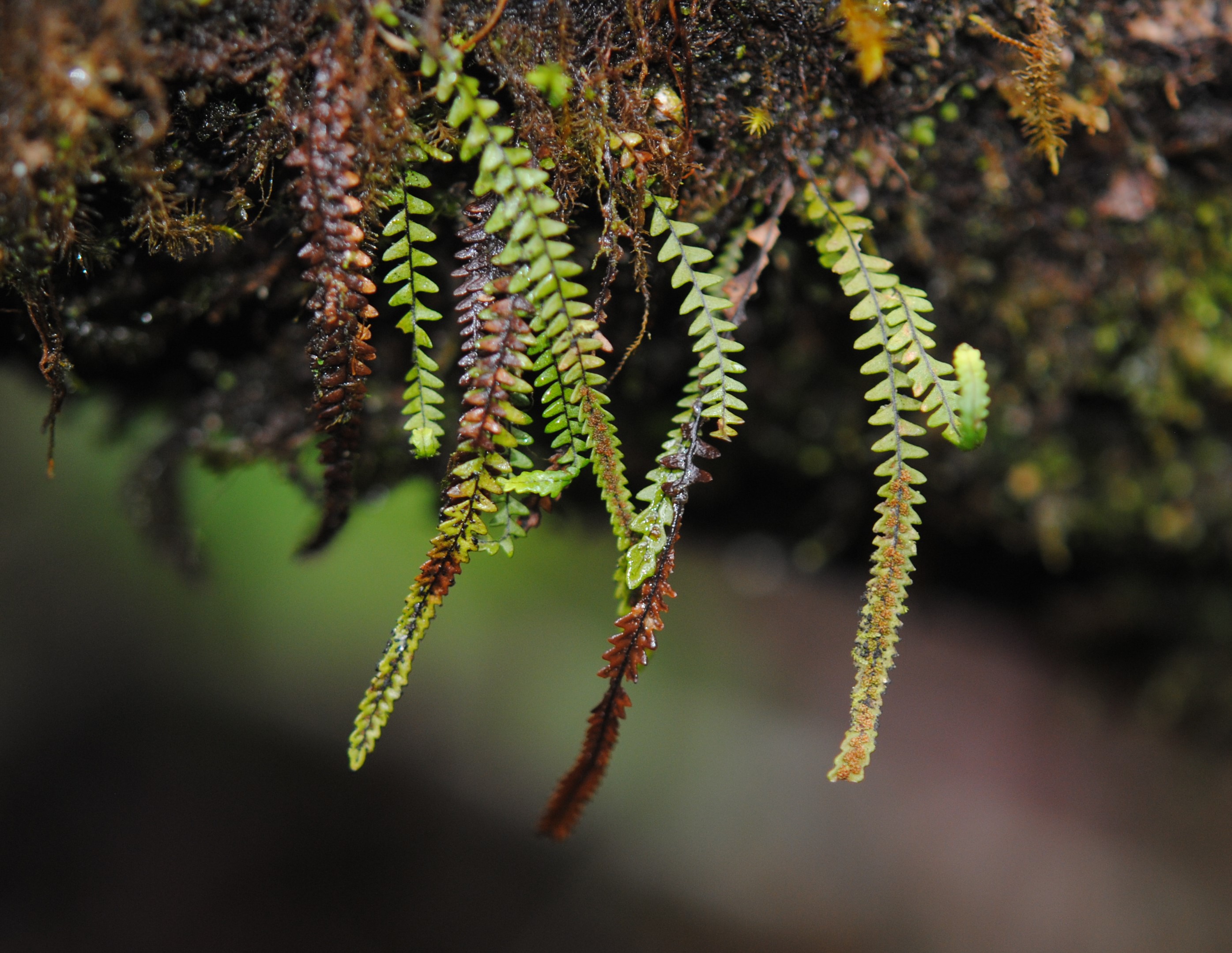 Stenogrammitis prionodes