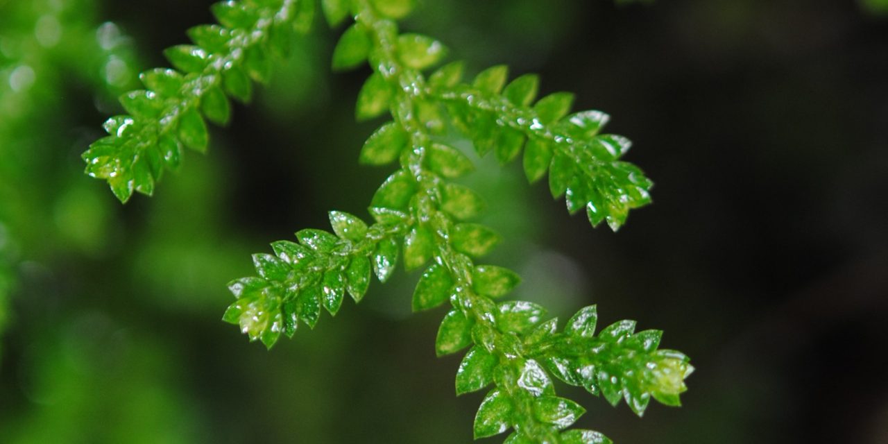 Selaginella corrugis