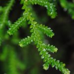 Selaginella corrugis