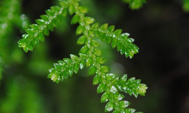 Selaginella corrugis