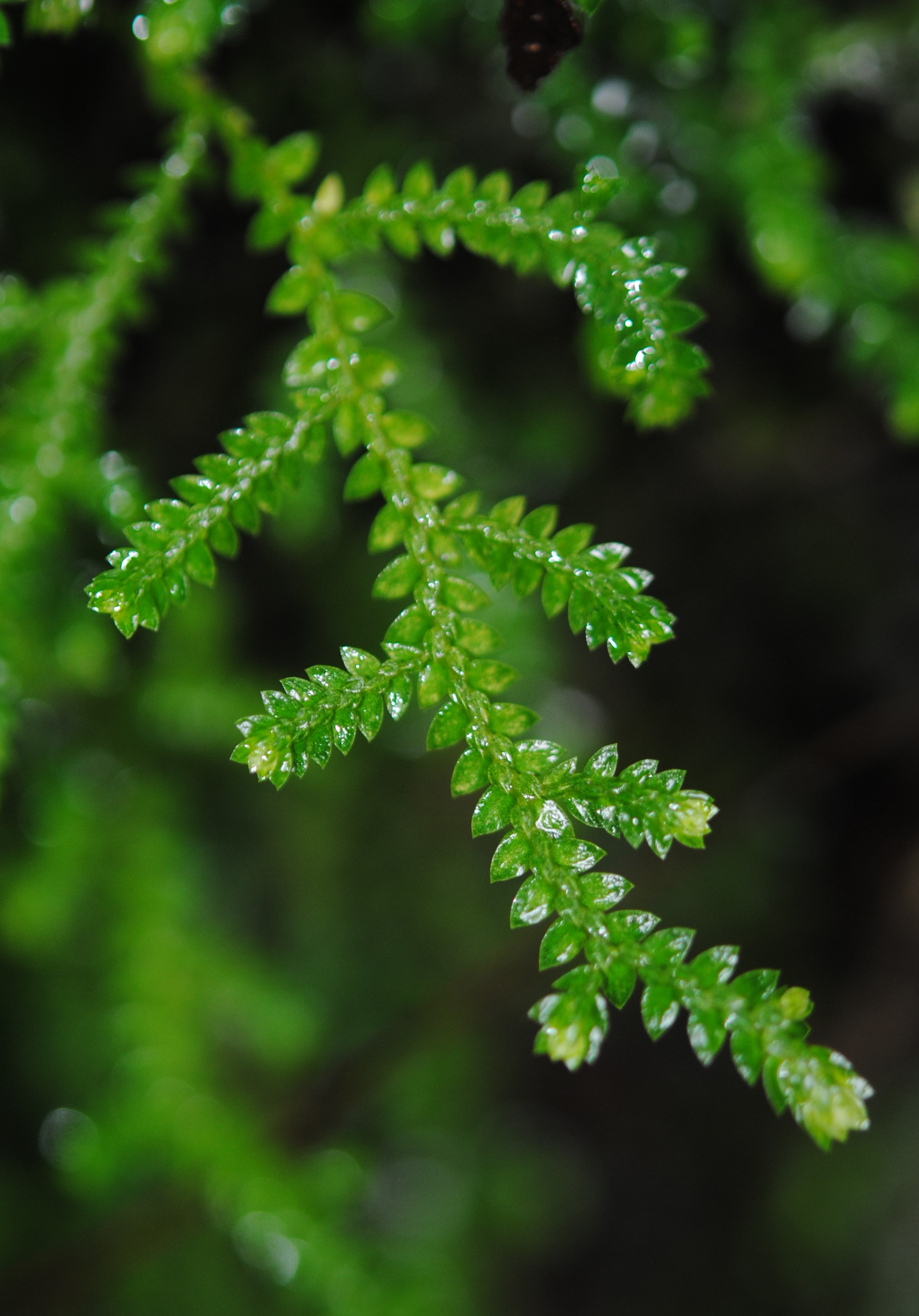 Selaginella corrugis