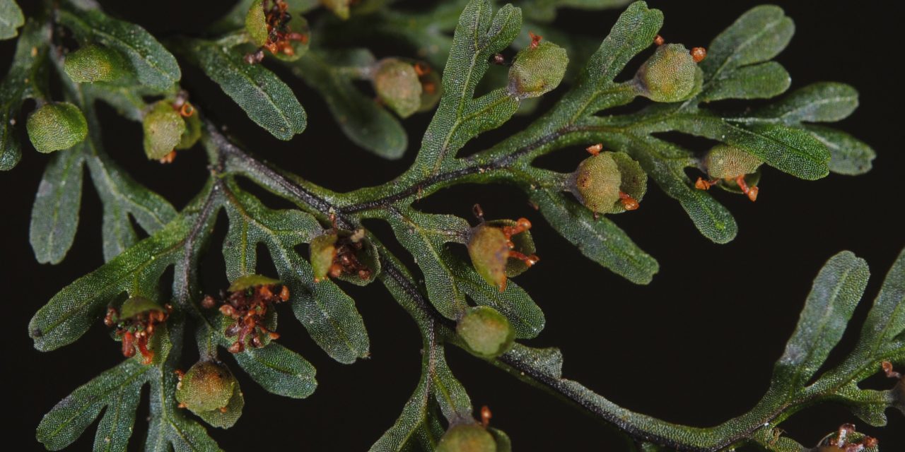 Hymenophyllum myriocarpum