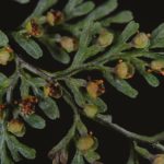 Hymenophyllum myriocarpum