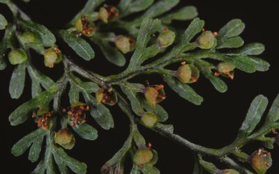 Hymenophyllum myriocarpum