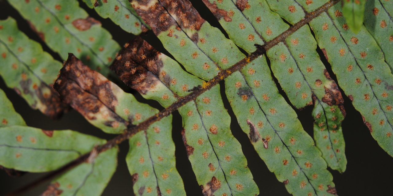 Polypodium plesiosorum