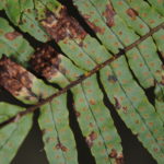 Polypodium plesiosorum