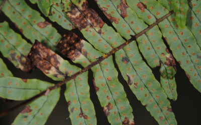 Polypodium plesiosorum