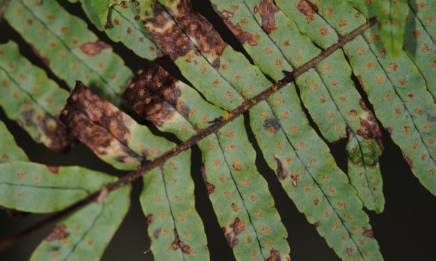 Polypodium plesiosorum