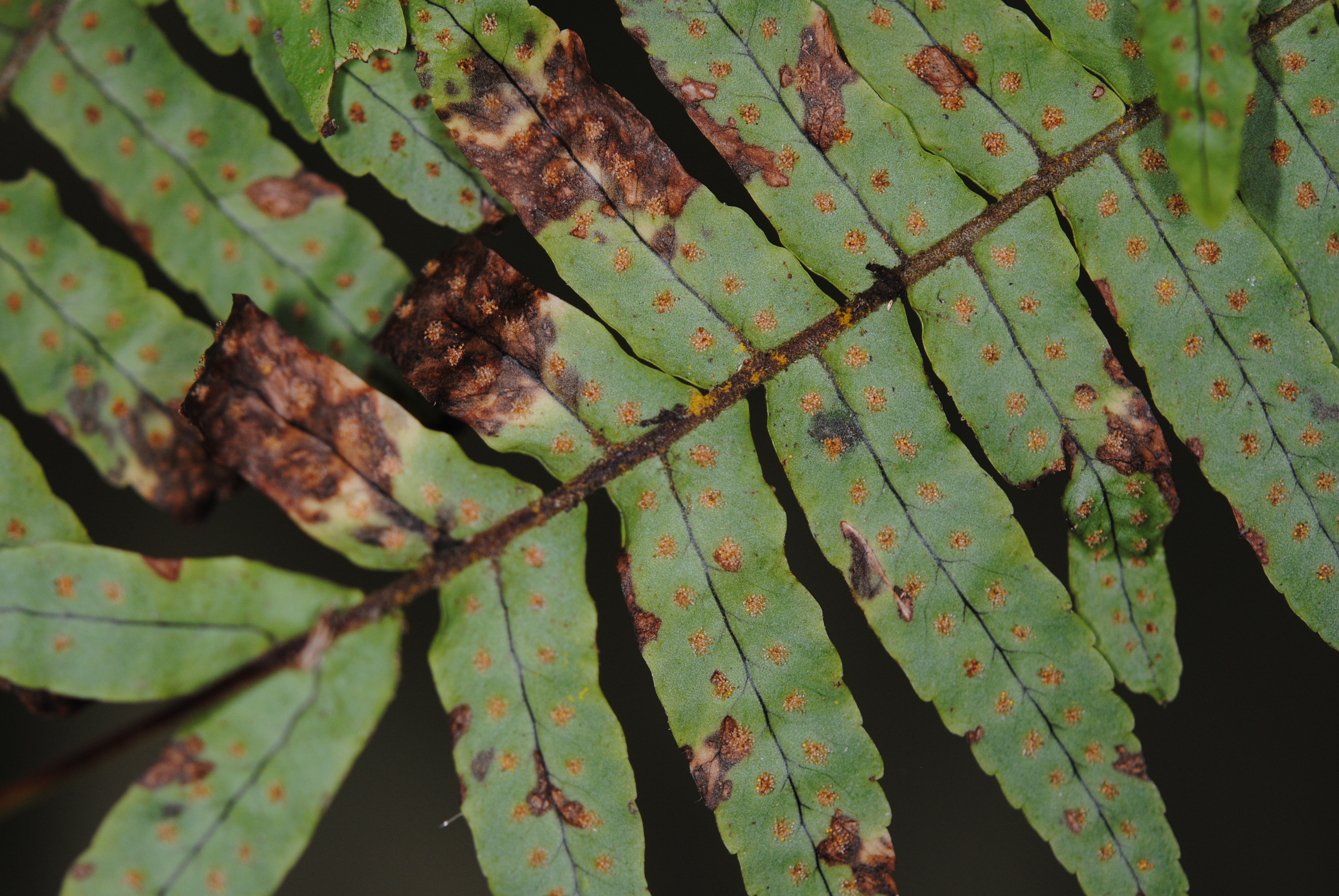 Polypodium plesiosorum