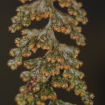 Hymenophyllum tegularis