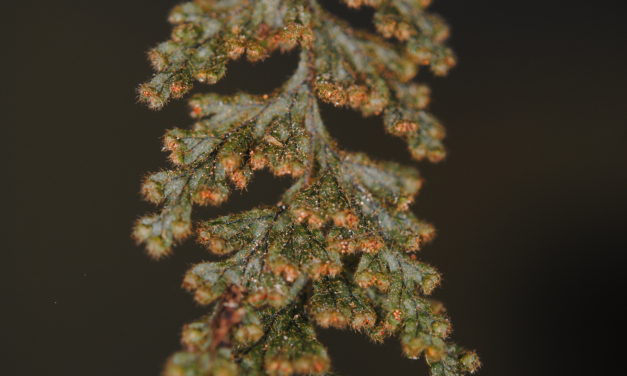 Hymenophyllum tegularis