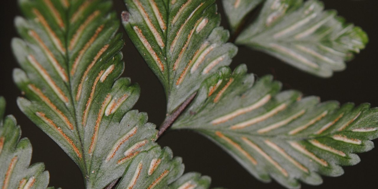 Asplenium  barbaense