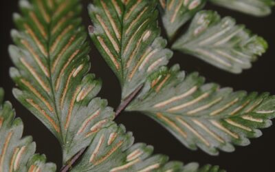 Asplenium  barbaense